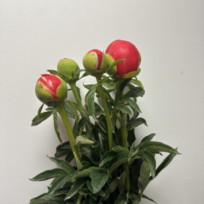 Peony
