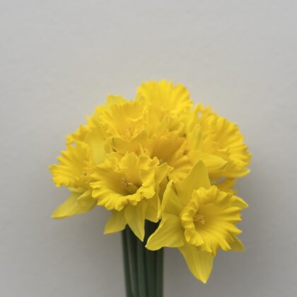 Daffidol