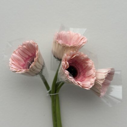Gerbera