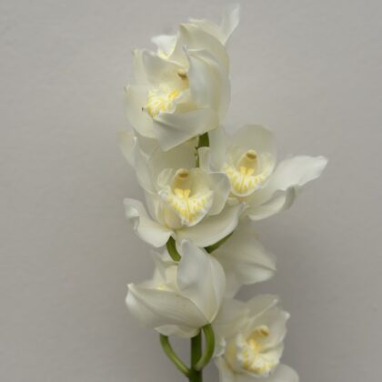 Orchid