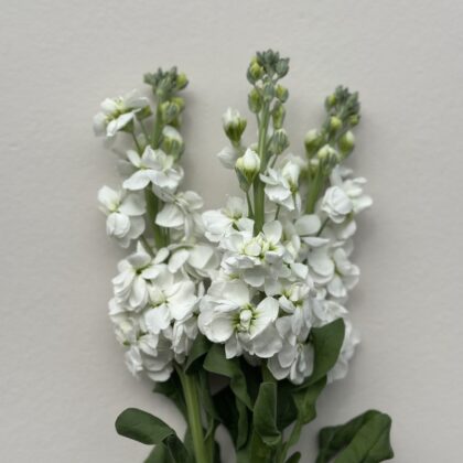 Double Stock (White)