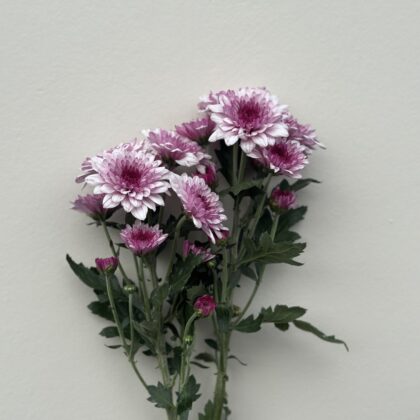Chrysanthemum