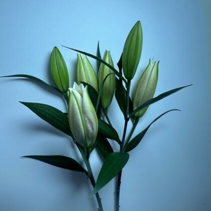 Lilies