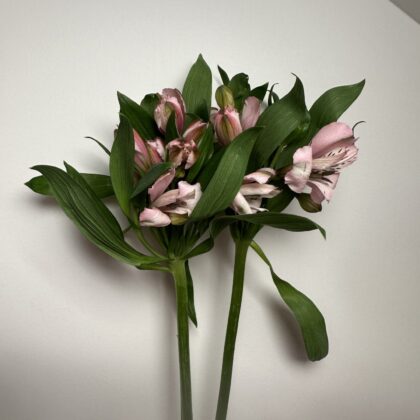 Alstroemeria